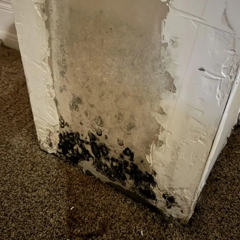 Professional Mold Removal in North Bennington, VT